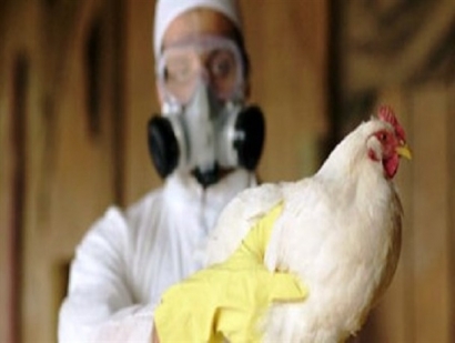 آنفولانزای فوق حاد پرندگان در گلستان کنترل شده است/ فروش مرغ زنده در بازارهای هفتگی ممنوع است