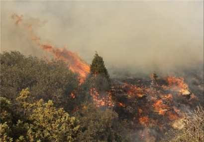 آتش به جان جنگل‌های مینودشت گلستان افتاده است/ عملیات اطفای حریق همچنان ادامه دارد