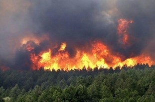 وقوع آتش‌سوزی در منطقه «چهارکوه» کردکوی/ 5 هزار متر مربع از جنگل طعمه حریق شد + تصویر