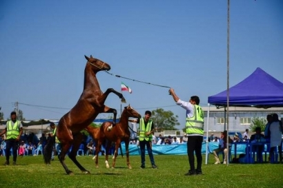 زیباترین اسب‌های اصیل ترکمن انتخاب شدند