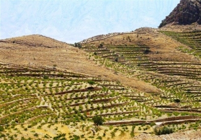 ۷۵۰۰۰ هکتار از اراضی شیبدار گلستان درختکاری می‌شود؛ ایجاد ۳۳ بوستان روستایی