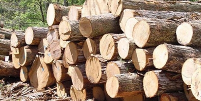 توقيف 3 تن چوب جنگلی قاچاق در راميان