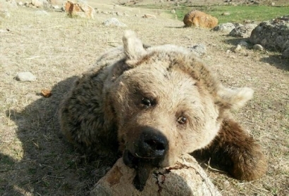 زنده گیری خرس در زیارت/ توله نر به تهران منتقل شد