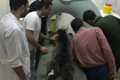مرگ توله خرس زیارت در پردیسان تهران