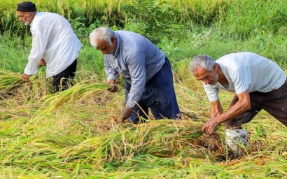 برداشت سنتی برنج در مزارع گرگان