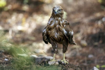 تحویل عقاب مصدوم به محیط زیست گرگان