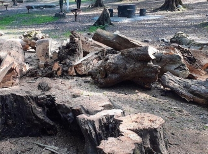 علت قطع درختان پارک جنگلی النگدره گرگان