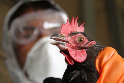 طرح پیشگیری از آنفلوانزای فوق حاد پرندگان در گلستان آغاز شد