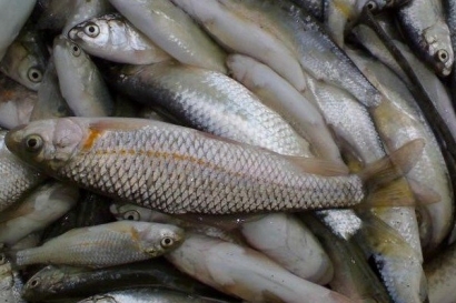 کشف یک تن و ۹۰۰ کیلوگرم ماهی سفید قاچاق در بندرگز