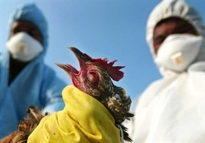 پایش مناطق پرخطر گلستان / گروه‌های واکنش سریع دامپزشکی برای مقابله با آنفولانزای پرندگان آماده اند