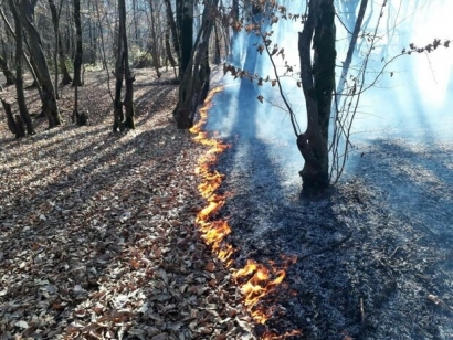 آتش سوزی در النگدره/ ۱.۵ هکتار از اراضی جنگلی دچار حریق شد