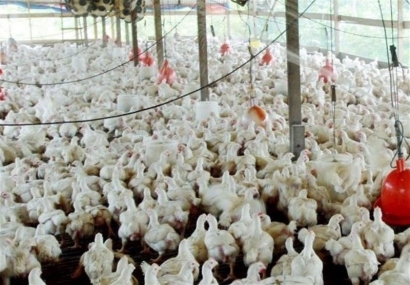 بزرگترین زنجیره تولید مرغ و تخم مرغ در گلستان با ۳۹۰ میلیارد تومان سرمایه‌گذاری افتتاح می‌شود