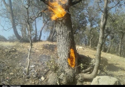 عاملان آتش‌سوزی عمدی جنگل‌های «قرق» دستگیر شدند