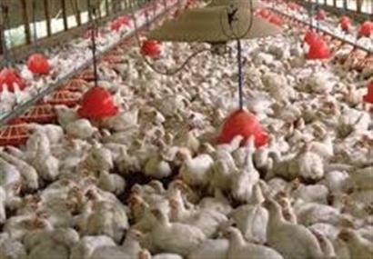بزرگترین زنجیره تولید مرغ تخم‌گذار و تخم مرغ خاورمیانه در گلستان افتتاح شد