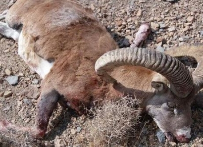 شکارچیان قوچ وحشی در پارک ملی گلستان دستگیر شدند