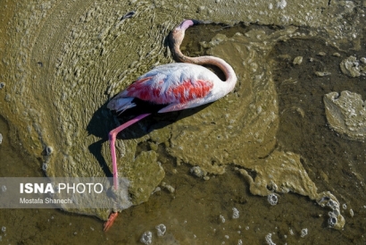 تکرار تراژدی تلخ مرگ پرندگان در خلیج گرگان