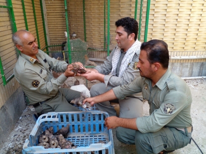 کشف ۳۵ پرنده وحشی غیرمجاز از یک شکارچی در بندرترکمن
