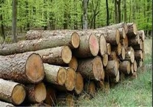 دستگیری قاتل درختان جنگلی رامیان