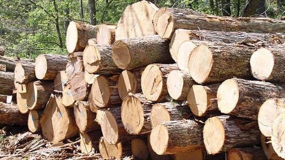 کشف ۶ تن چوب جنگلی قاچاق در علی آبادکتول