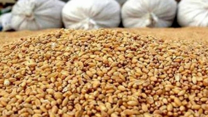 ۲۵۰ تن گندم احتکار شده در گلستان کشف شد