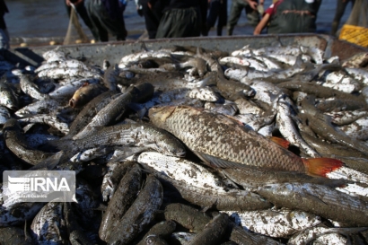 ماهیگیران گلستانی ۲۵۵ تن ماهی استخوانی صید کردند