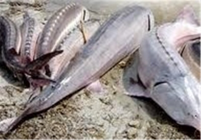ماموریت ویژه ‌گلستان به دادستان‌ها برای برخورد با صید غیرمجاز و قاچاق ماهیان خاویاری ‌