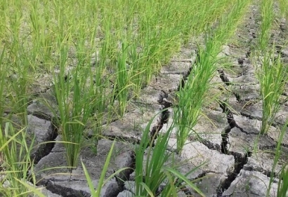 وقوع خشکسالی شدید در گلستان/ بارش بهمن ۶۰ درصد کاهش یافت