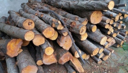 متخلفین قاچاق چوب در بندرگز دستگیر شدند