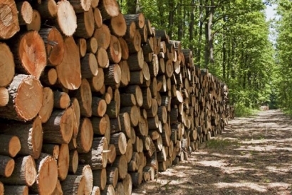 ۱۶ تن چوب جنگلی قاچاق در کردکوی کشف شد