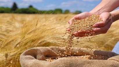 پرداخت ۲۵ درصد از پول گندم‌کاران و کلزاکاران گلستانی