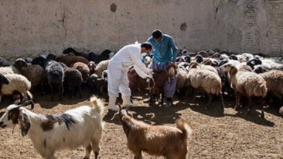 آغاز طرح واکسیناسیون رایگان دام های روستایی و عشایری گلستان