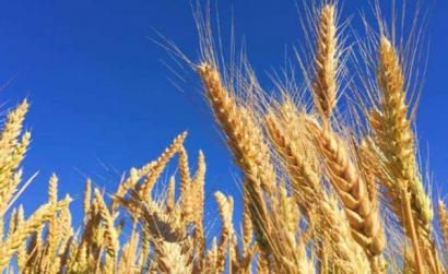 پیگیری معاون استاندار در تسریع پرداخت مطالبات گندمکاران گلستانی