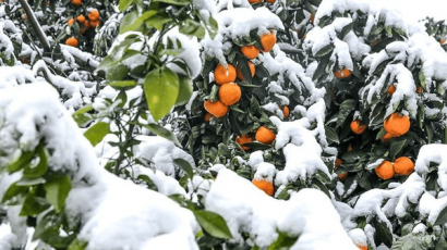 باغداران گلستانی مراقب سرمازدگی میوه‌ها باشند