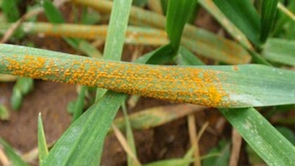 کشاورزان فرصت طلایی مبارزه با علفهای هرز و زنگ زرد گندم را از دست ندهند