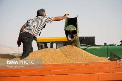 بیش از ۵۶ هزار تن گندم از ۳ هزار کشاورز گلستانی خریداری شد